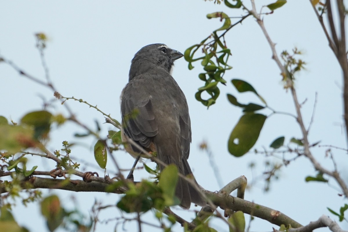 Olive-gray Saltator - ML642796254