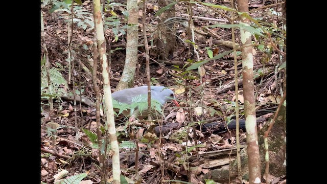 Kagu - ML642796255