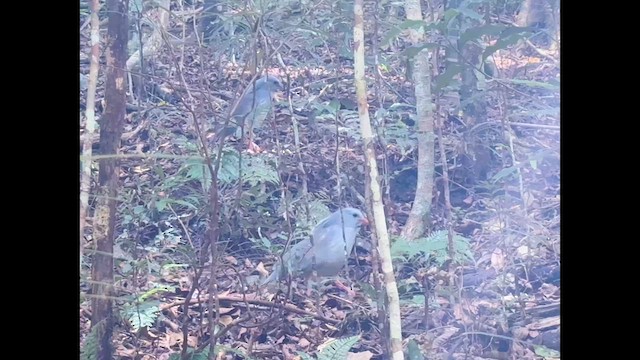 Kagu - ML642796256