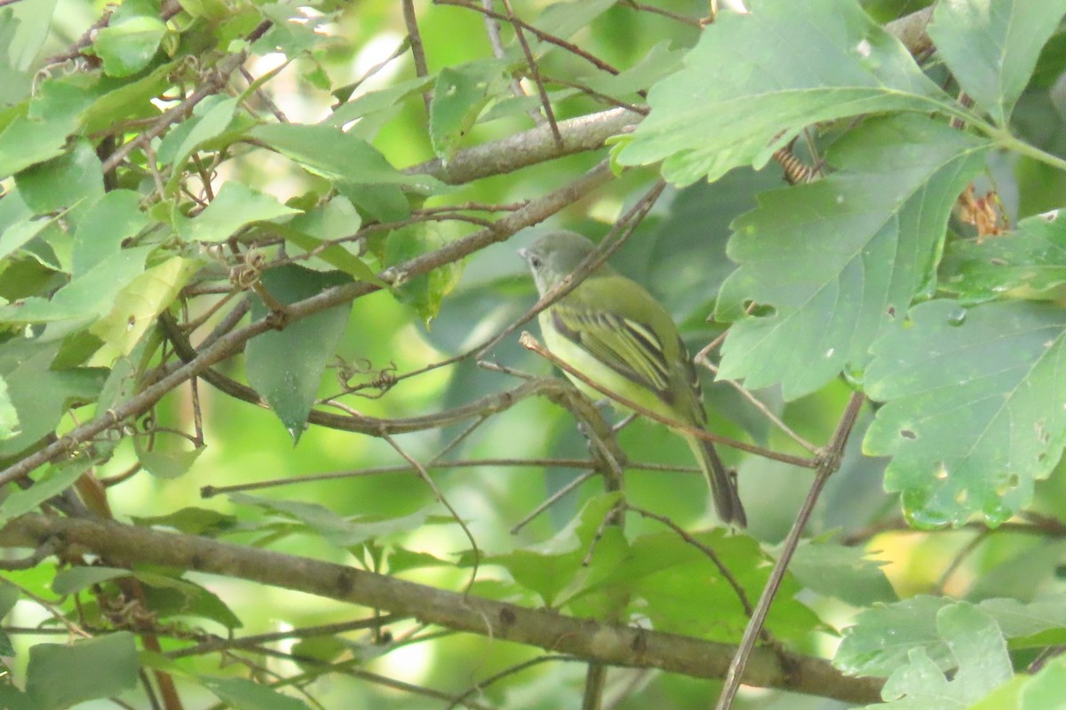Yellow-olive Flatbill - ML642796258