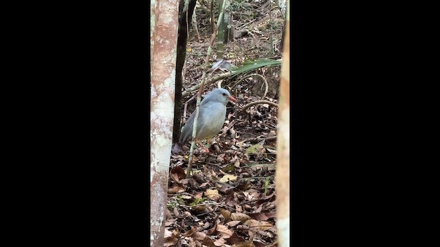 Kagu - ML642796259