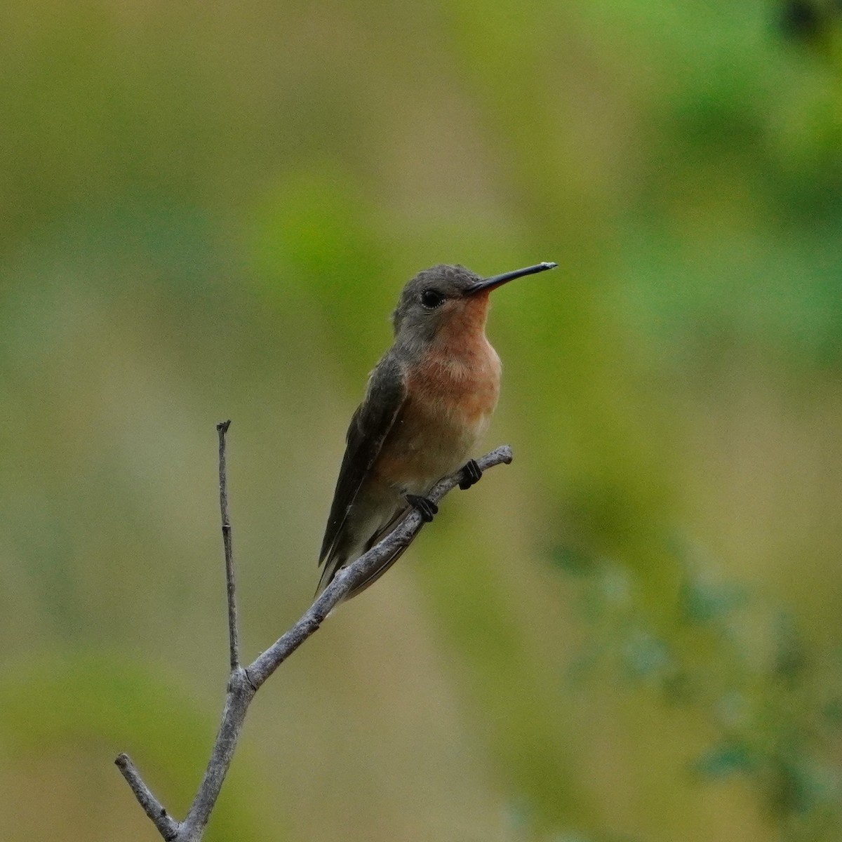 ferskenkolibri - ML642796262