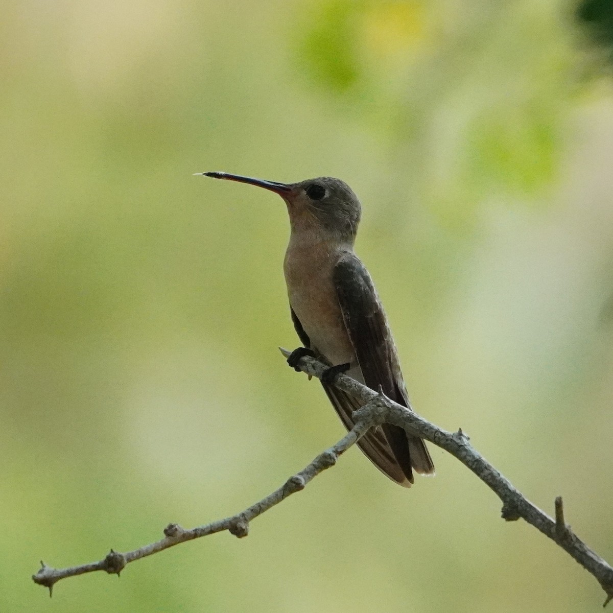 ferskenkolibri - ML642796263