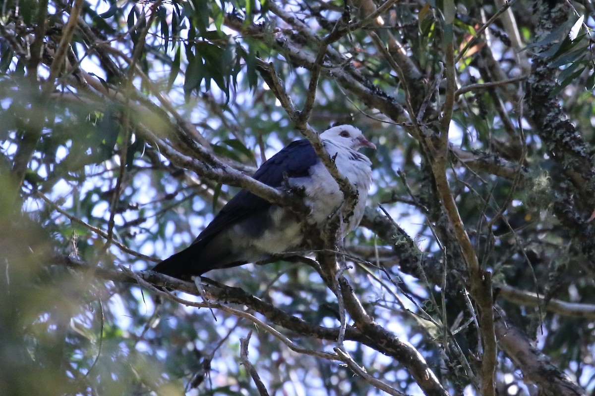 White-headed Pigeon - ML642796264
