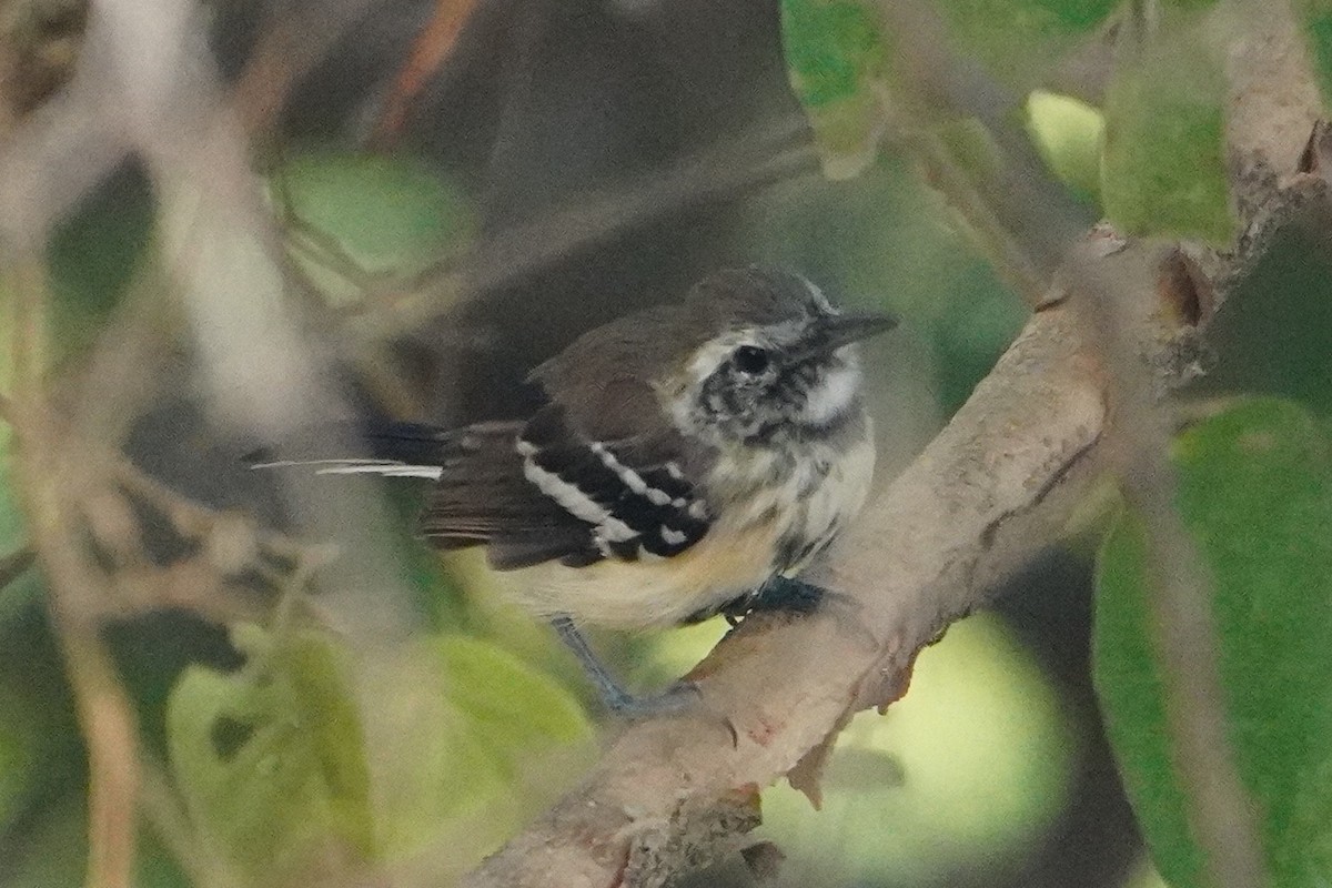 Northern White-fringed Antwren - ML642796266