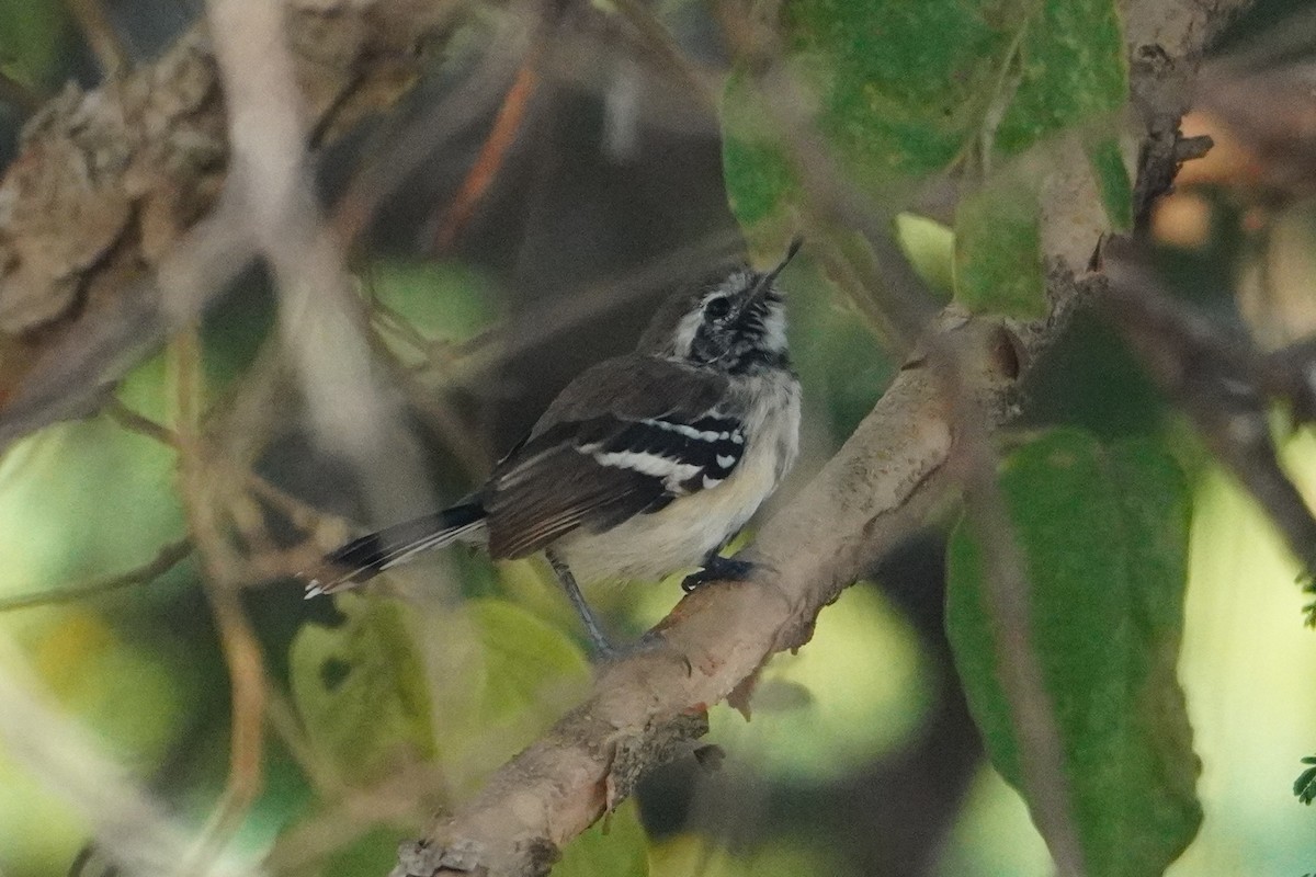 Northern White-fringed Antwren - ML642796267