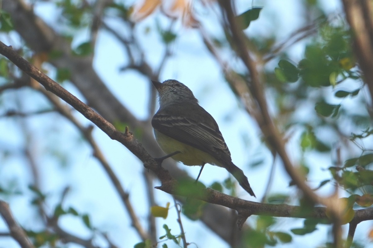 Northern Scrub-Flycatcher - ML642796268