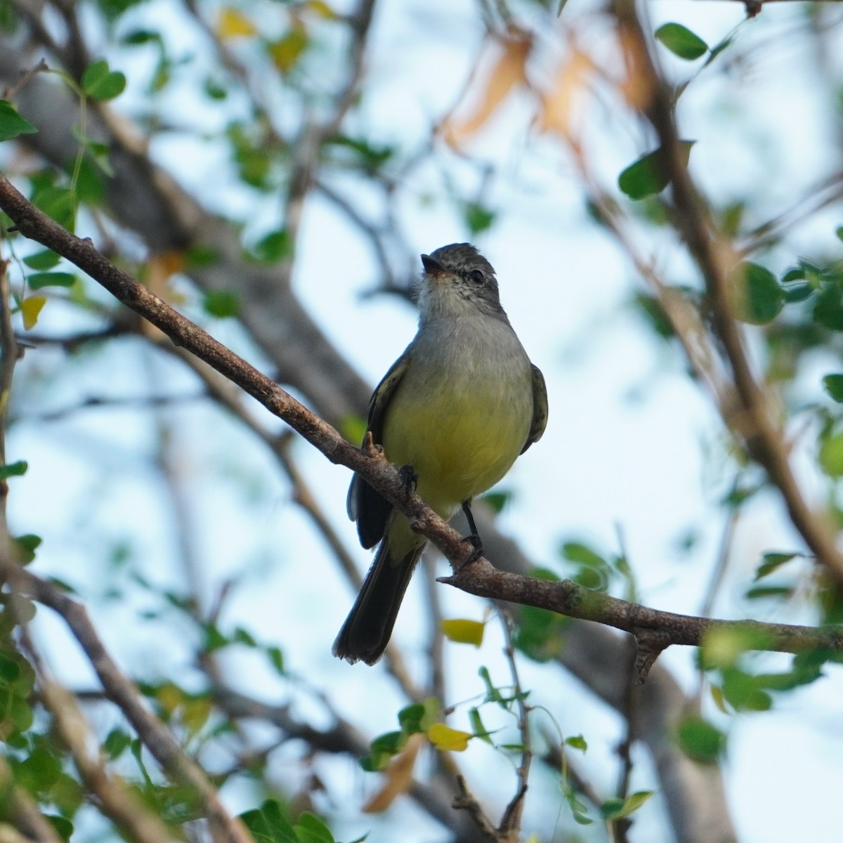 Northern Scrub-Flycatcher - ML642796270