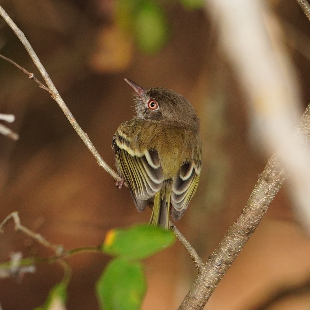 Pearly-vented Tody-Tyrant - ML642796274