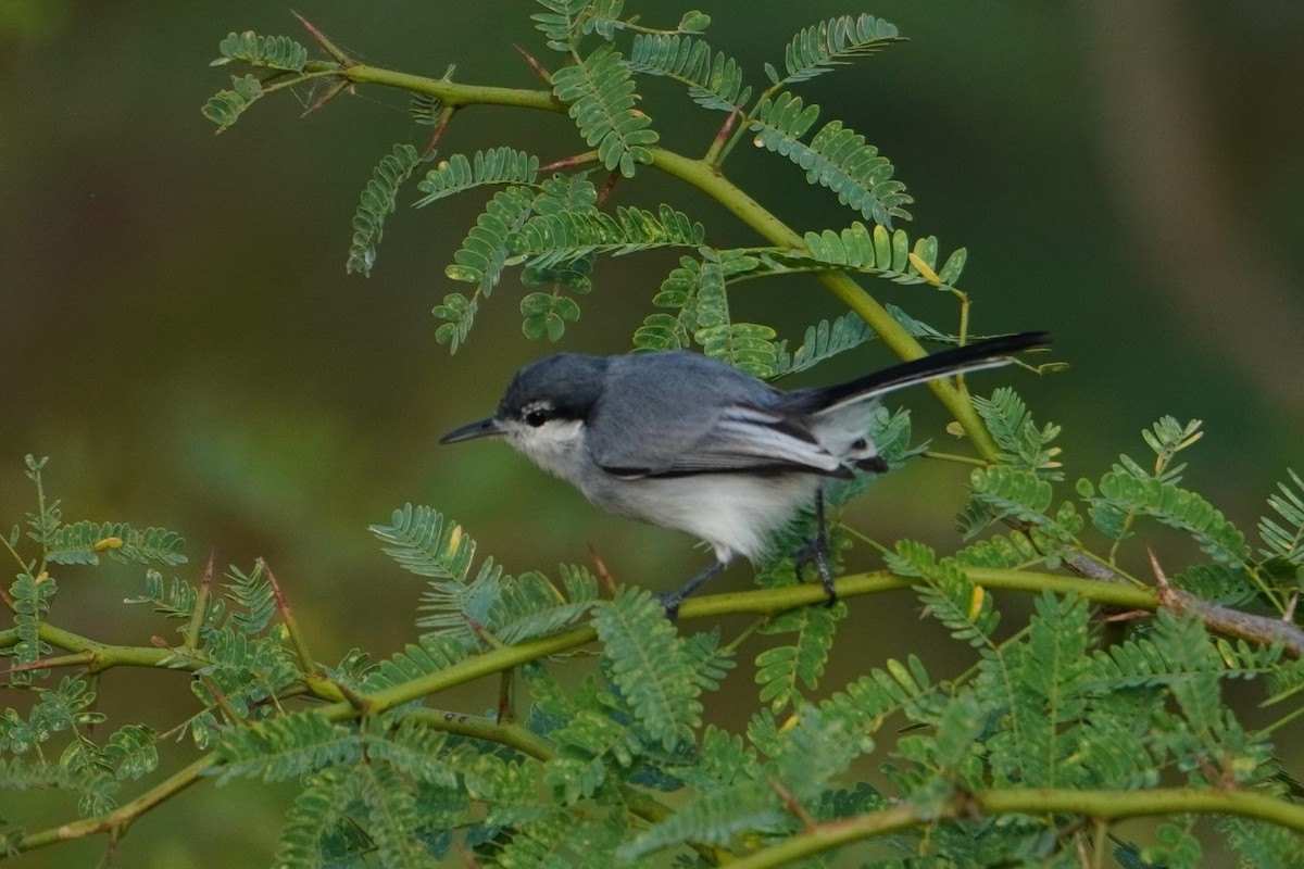 Gobemoucheron tropical - ML642796277