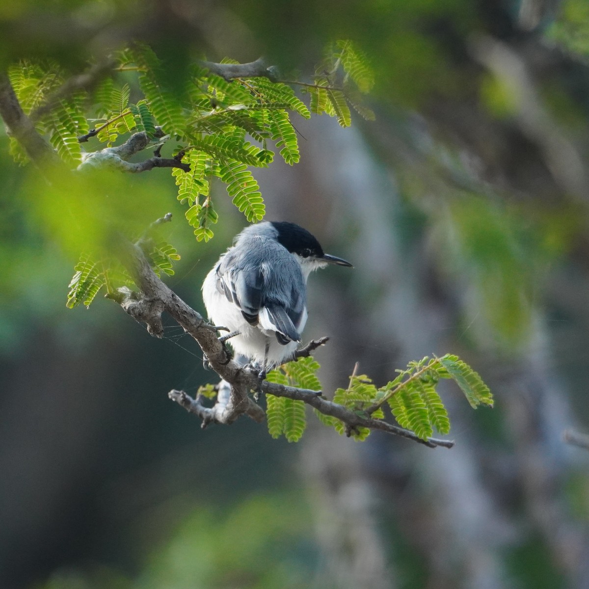 Gobemoucheron tropical - ML642796278