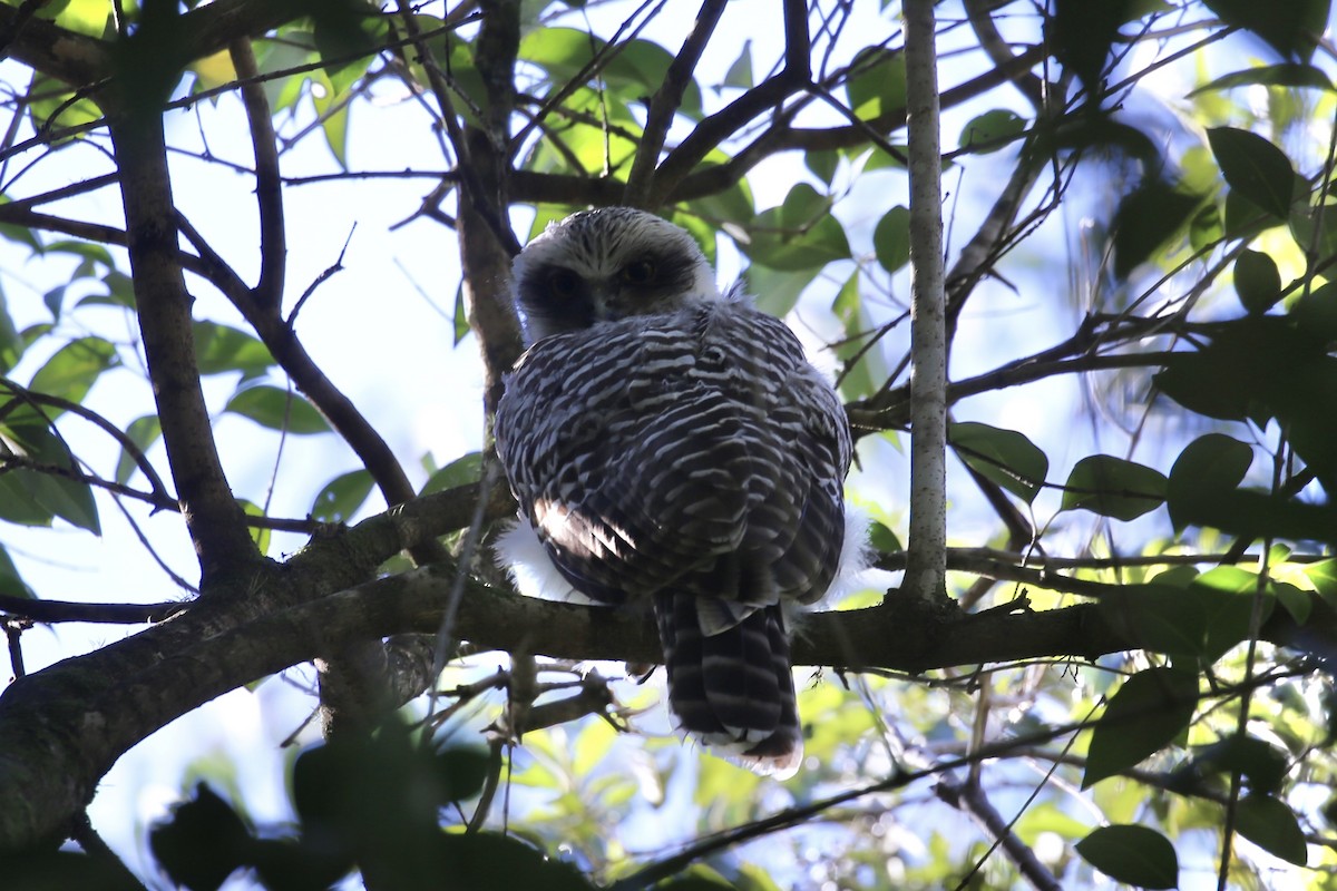 Powerful Owl - ML642796281