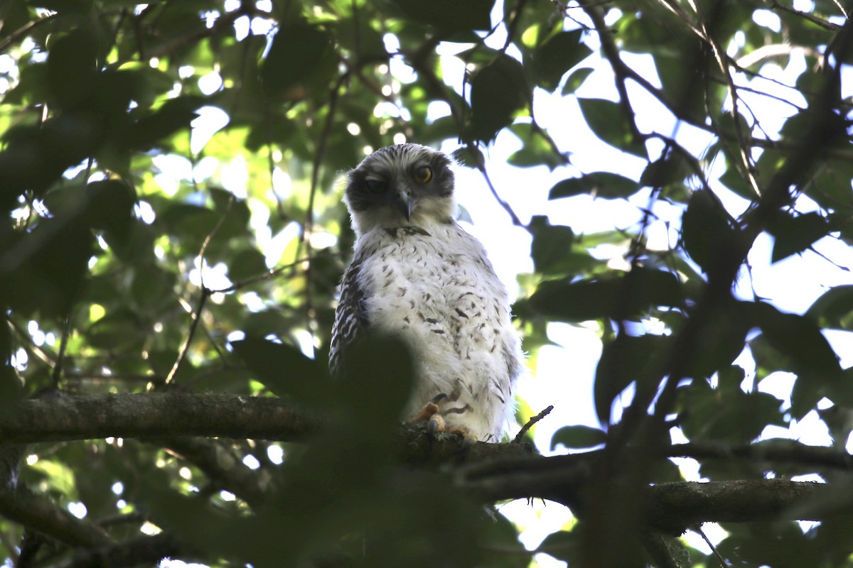 Powerful Owl - ML642796282