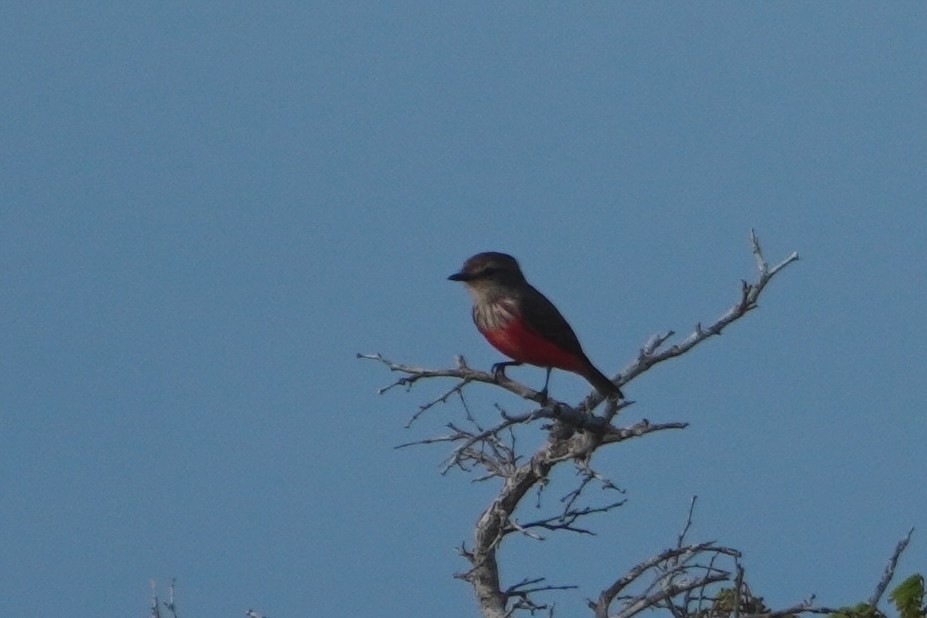 Vermilion Flycatcher - ML642796283