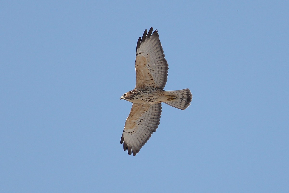 Broad-winged Hawk - ML642796293