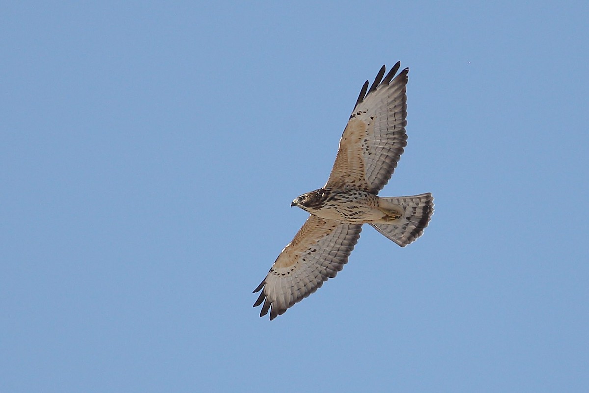 Broad-winged Hawk - ML642796294