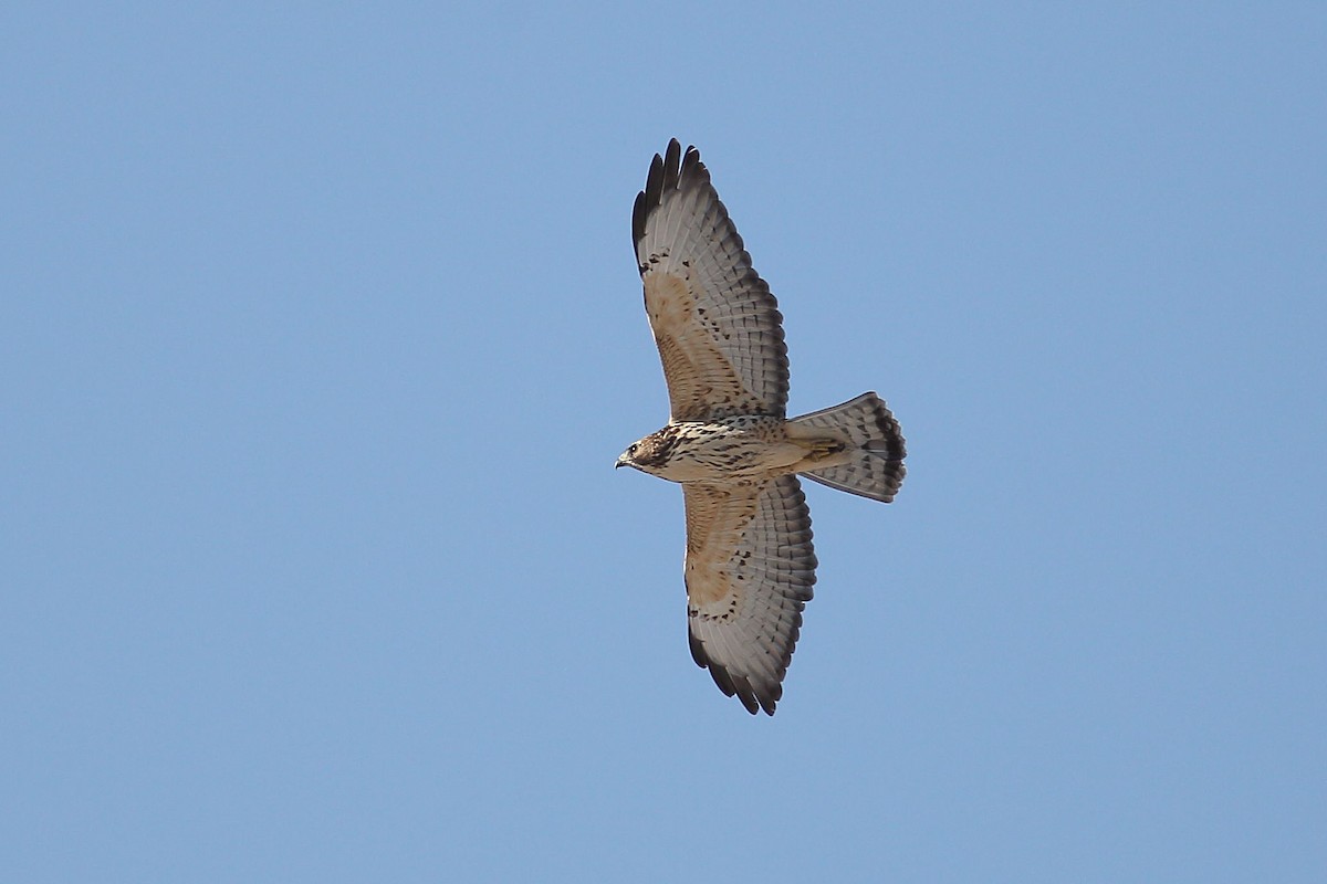 Broad-winged Hawk - ML642796295
