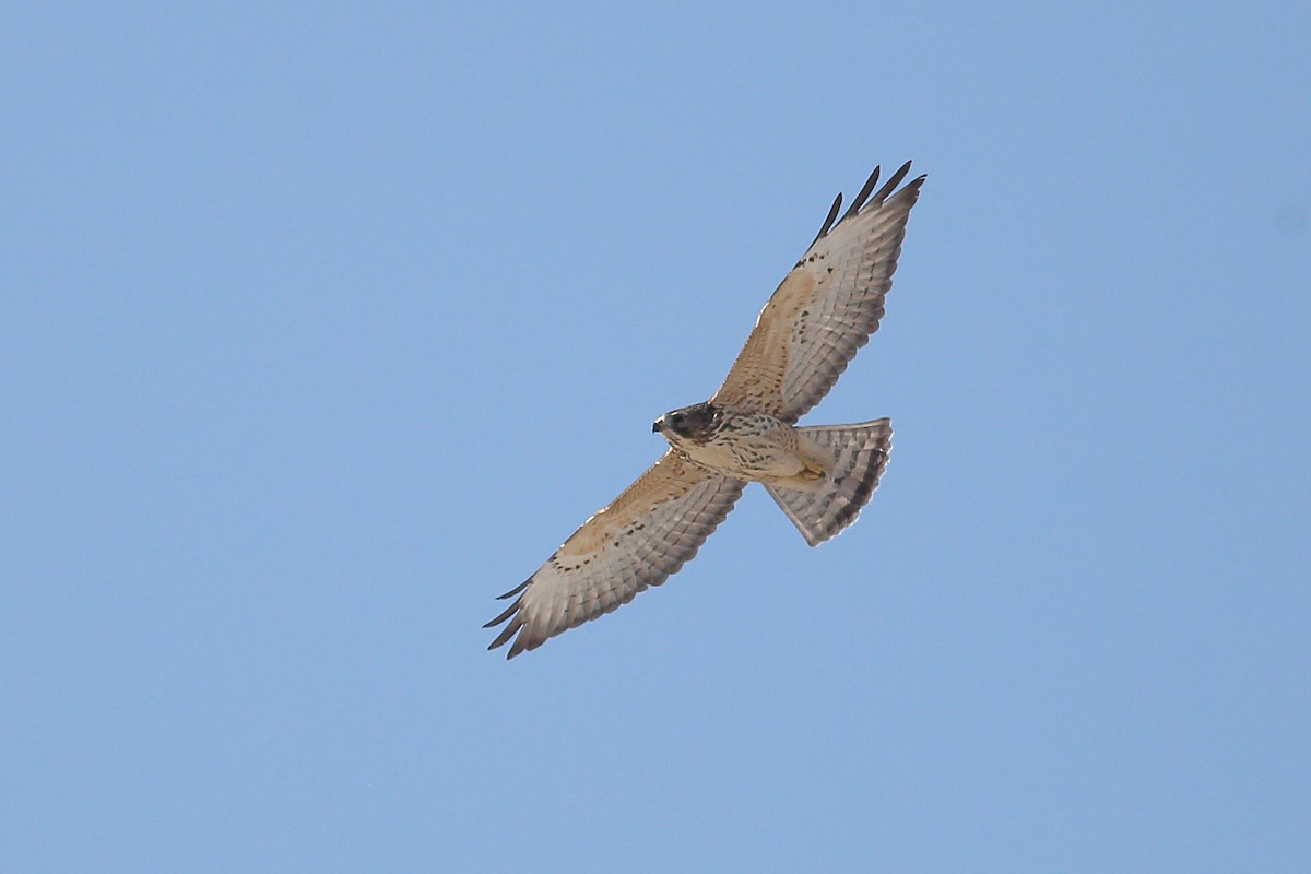 Broad-winged Hawk - ML642796296