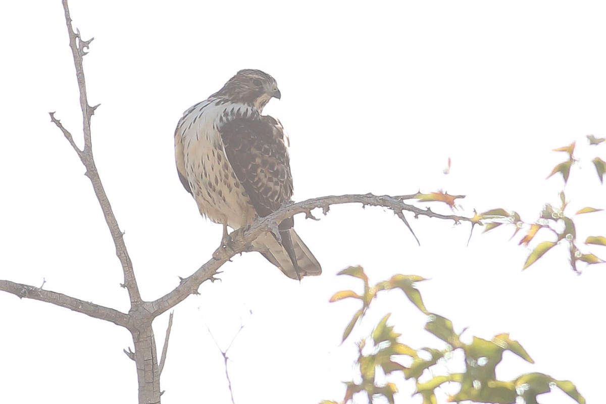 Broad-winged Hawk - ML642796303