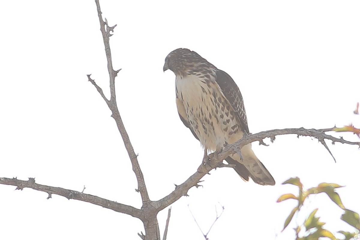 Broad-winged Hawk - ML642796304