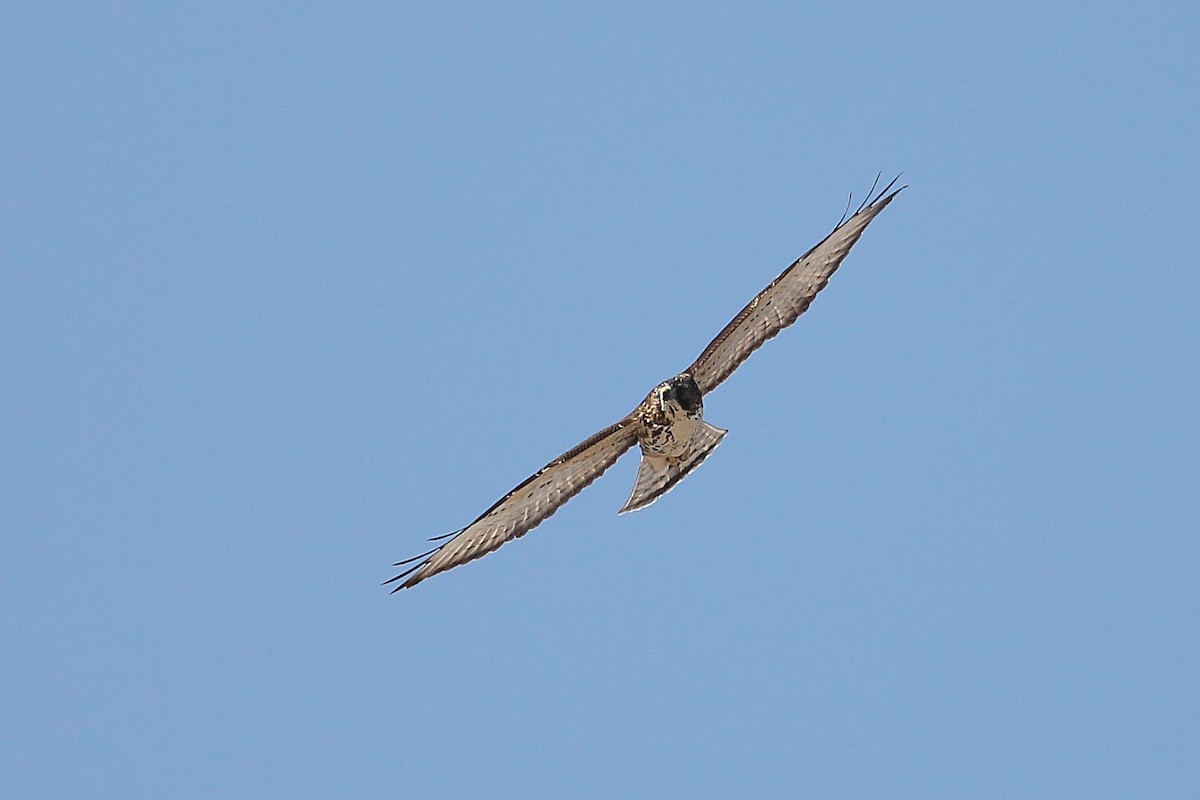 Broad-winged Hawk - ML642796307