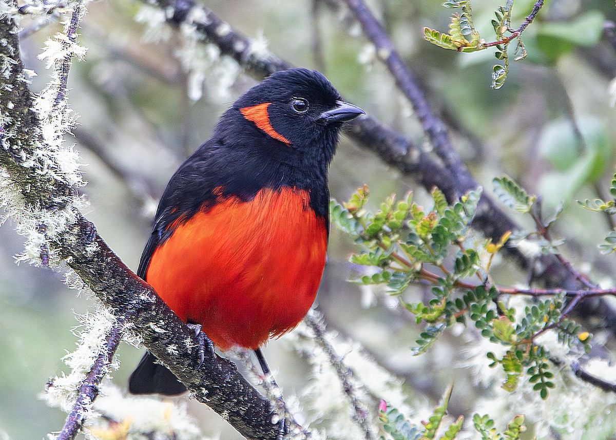 Scarlet-bellied Mountain Tanager - ML642796311