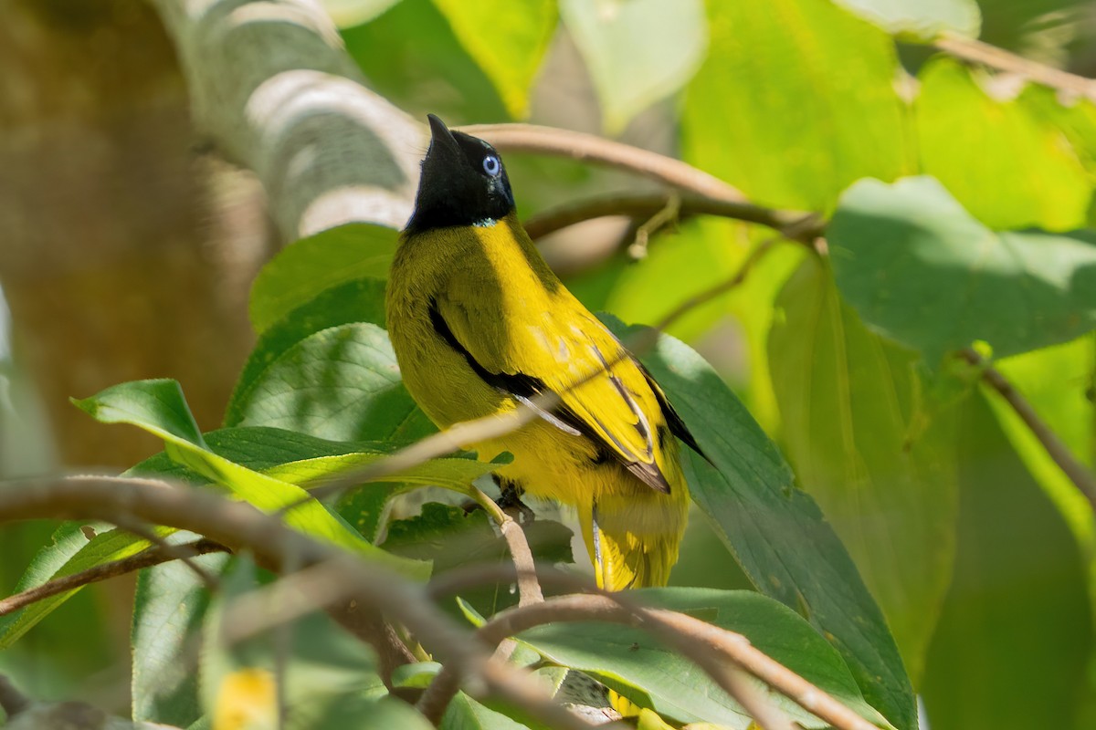Black-headed Bulbul - ML642796323