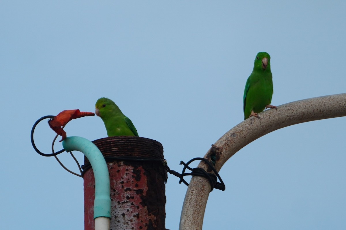 Green-rumped Parrotlet - ML642796328