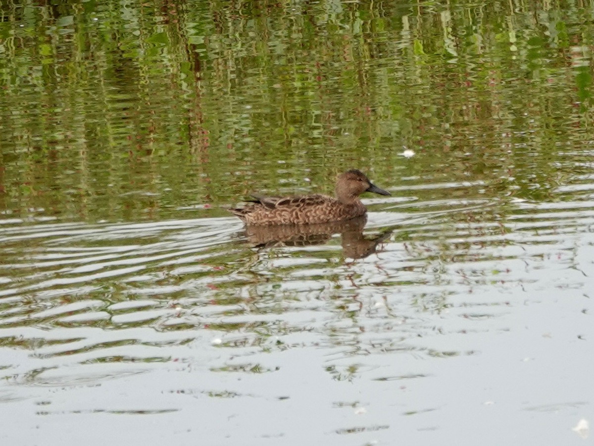 Alzavola cannella - ML642796331