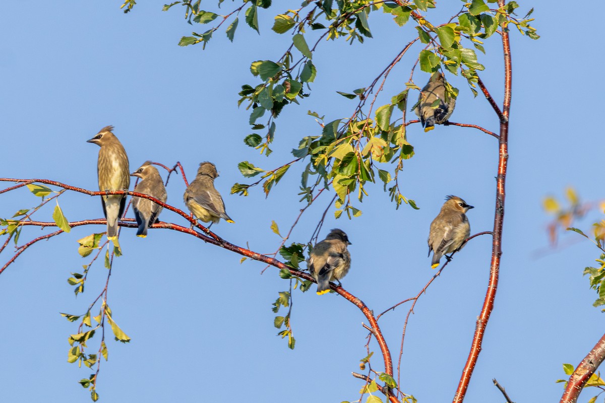 Cedar Waxwing - ML642796332