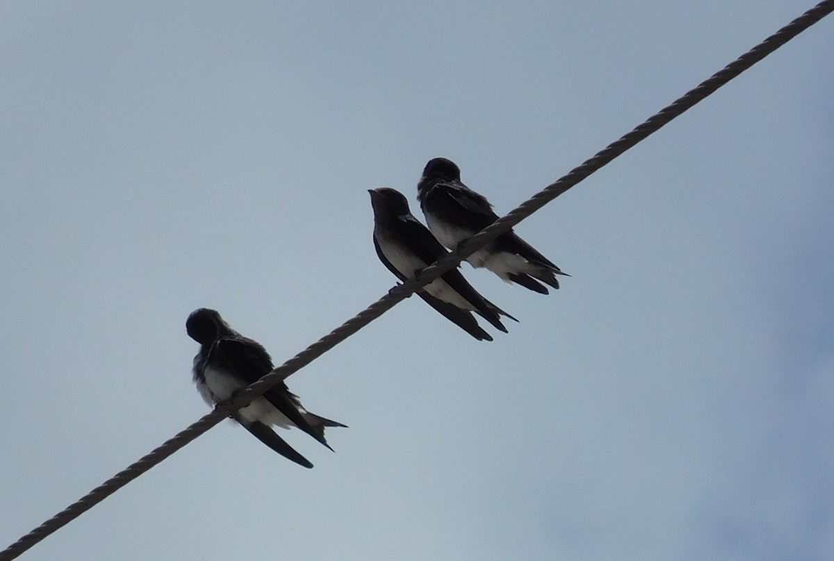 Cuban Martin - ML642796334