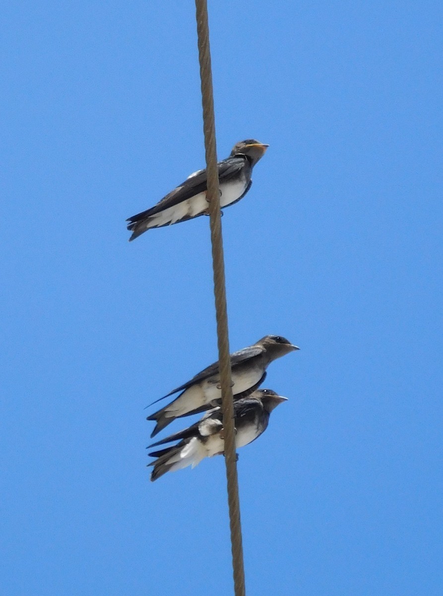 Cuban Martin - ML642796335