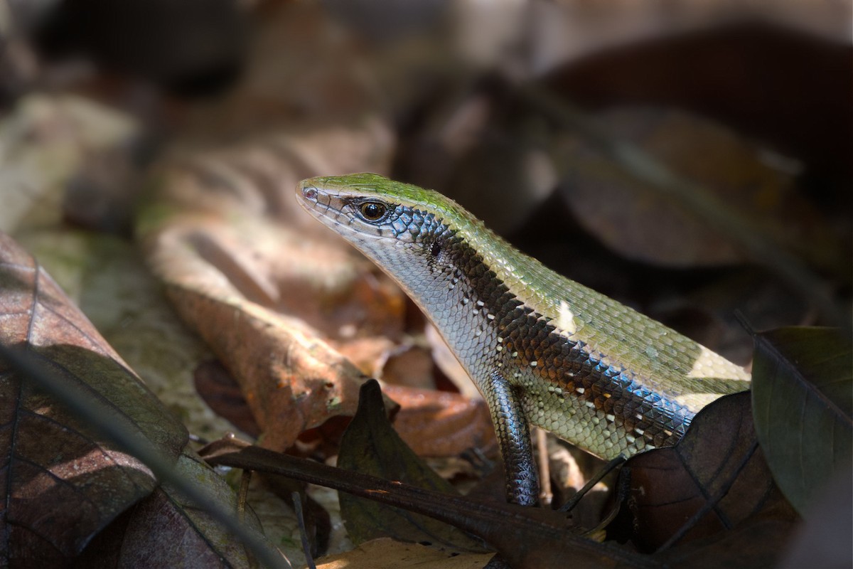 Common Sun Skink - ML642796336