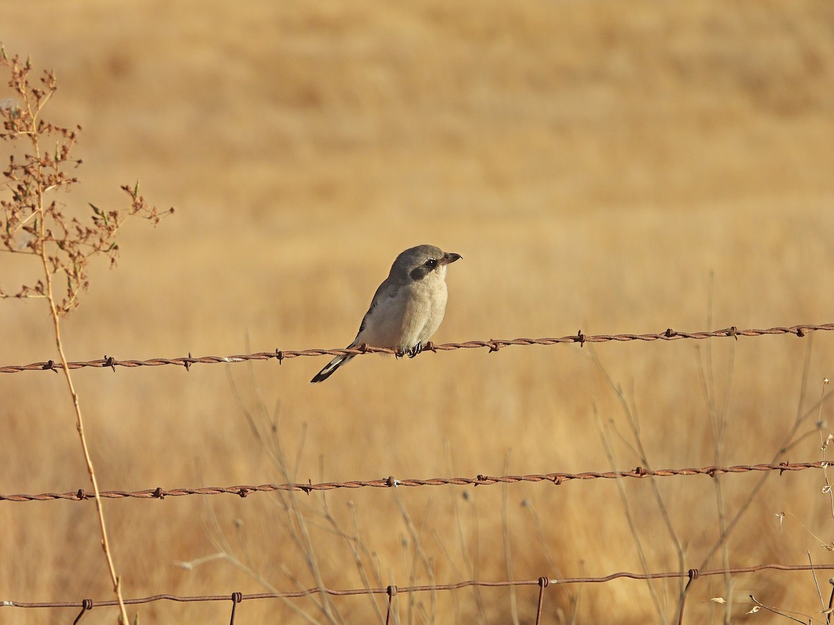 Loggerhead Shrike - ML642796340