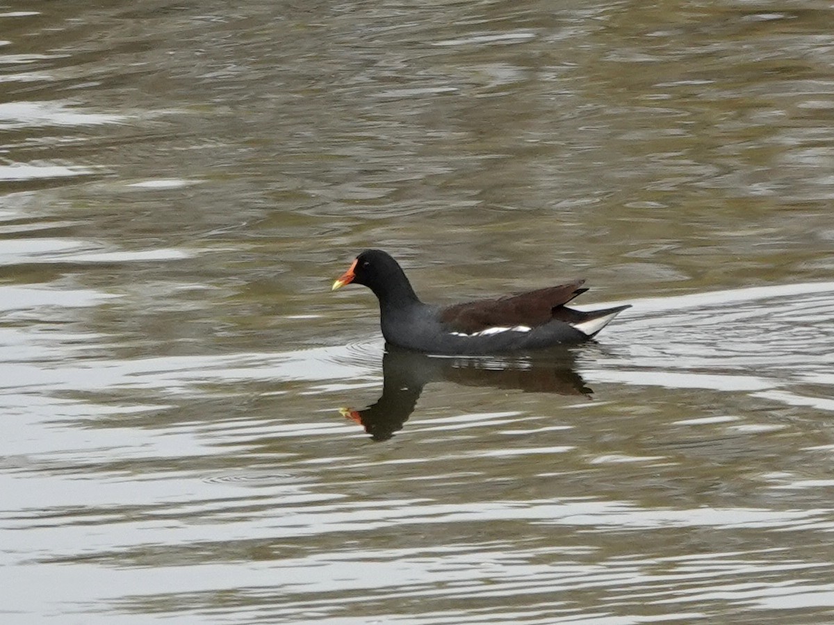Common Gallinule - ML642796346