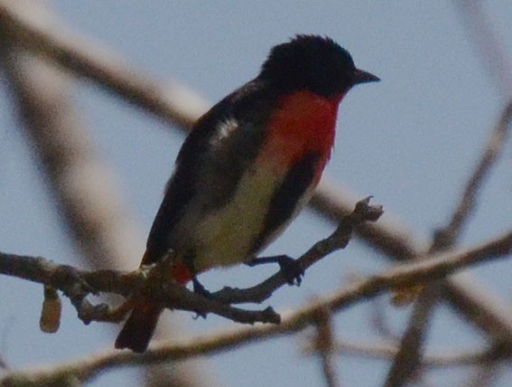 Mistletoebird - ML642796353