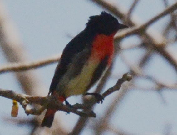 Mistletoebird - ML642796356