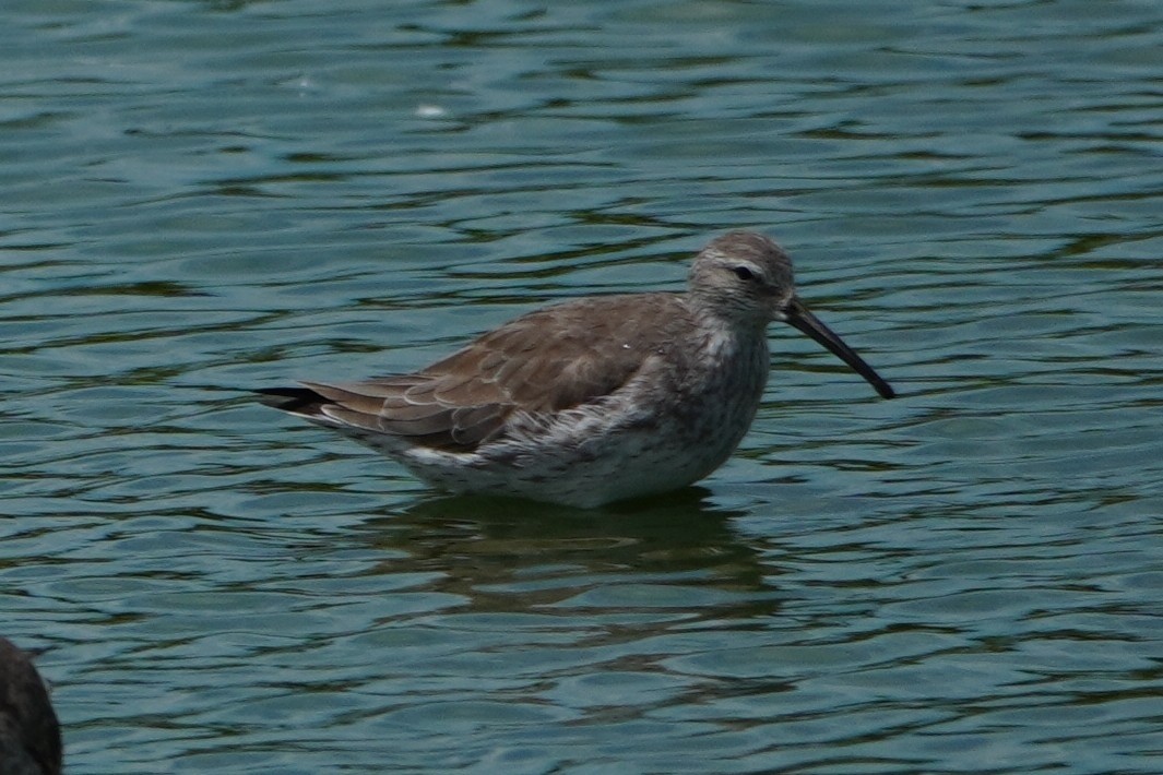 Stilt Sandpiper - ML642796361