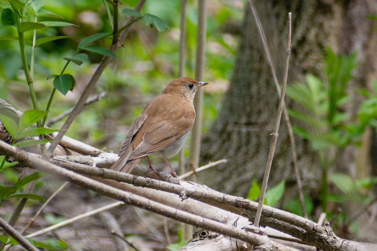 Veery - ML642796369