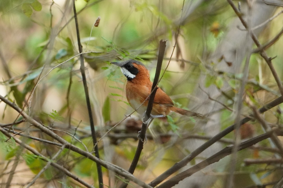 White-whiskered Spinetail - ML642796370