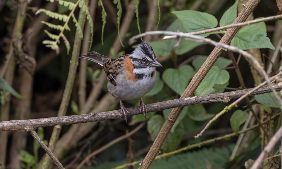 Rufous-collared Sparrow - ML642796374