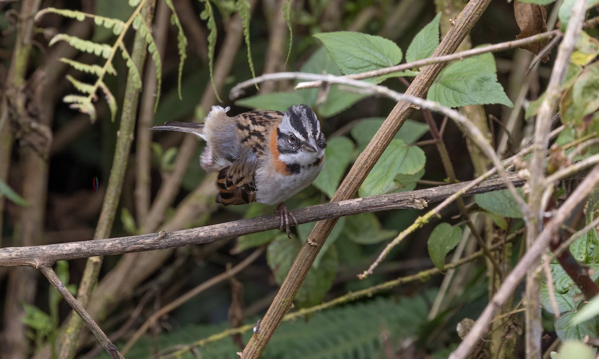 Rufous-collared Sparrow - ML642796375
