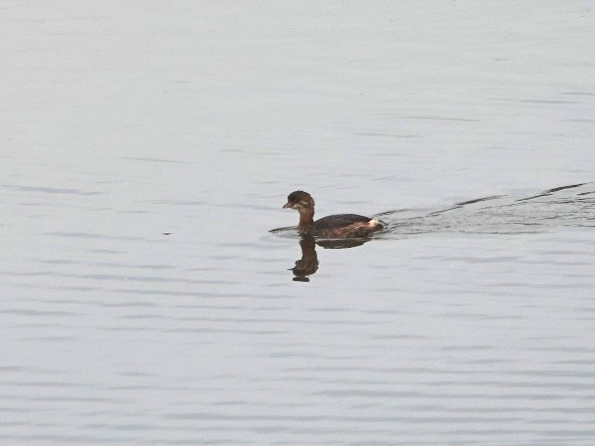 Pied-billed Grebe - ML642796376