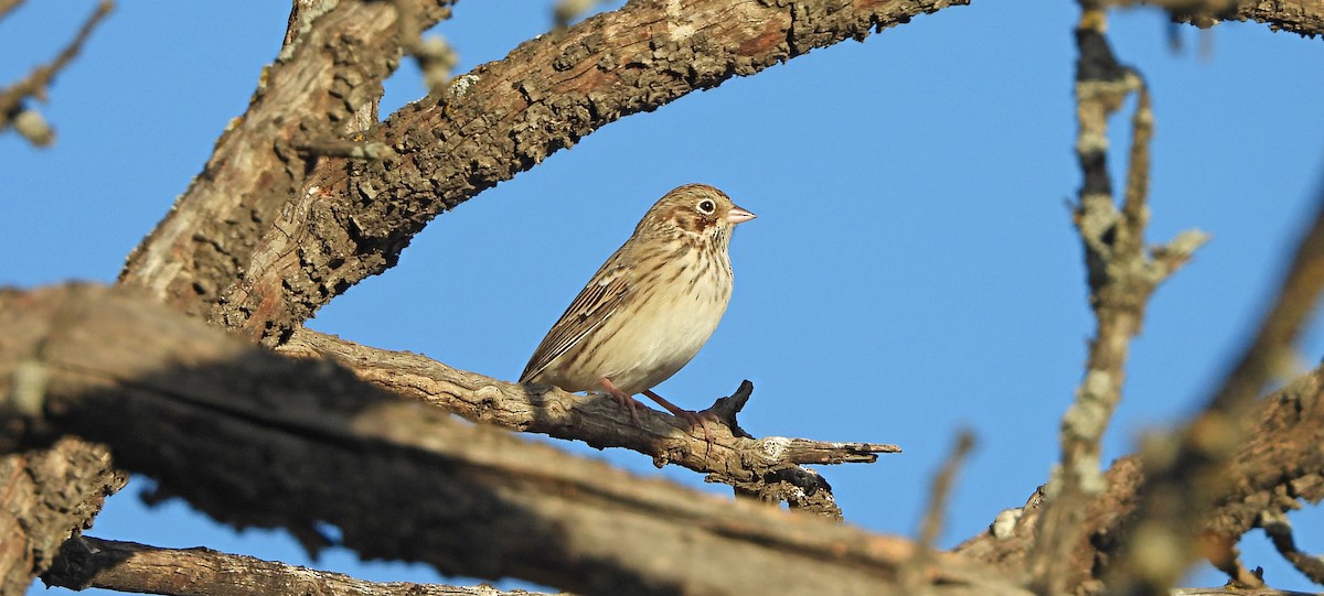 Vesper Sparrow - ML642796377