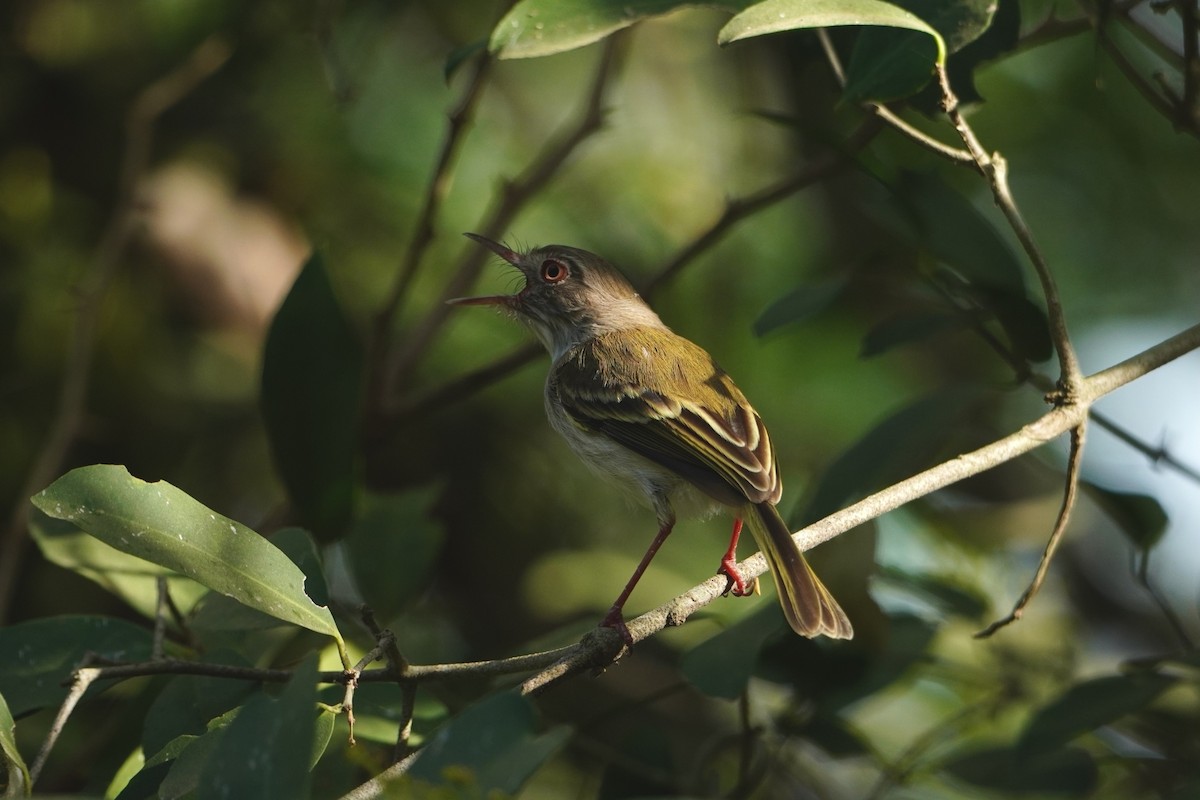 Pearly-vented Tody-Tyrant - ML642796383