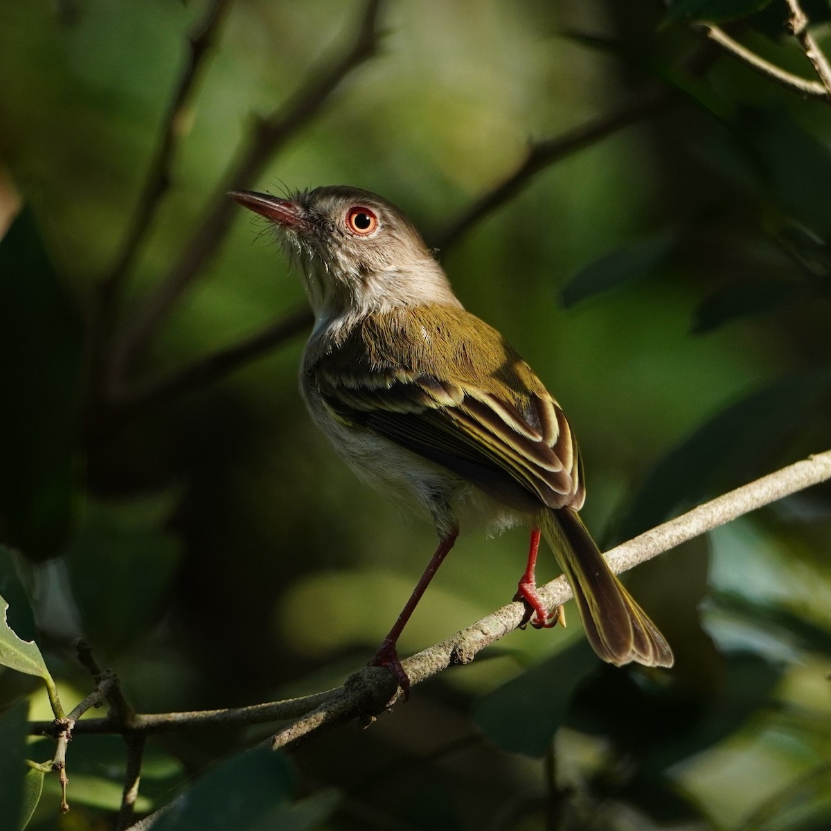 Pearly-vented Tody-Tyrant - ML642796384