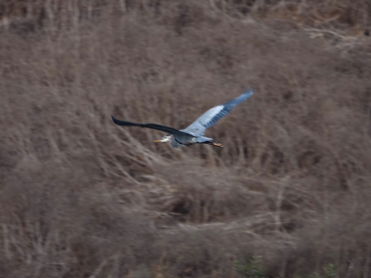 Great Blue Heron - ML642796386