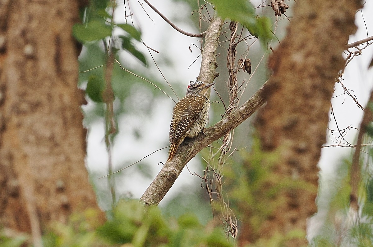 Nubian Woodpecker - ML642796387