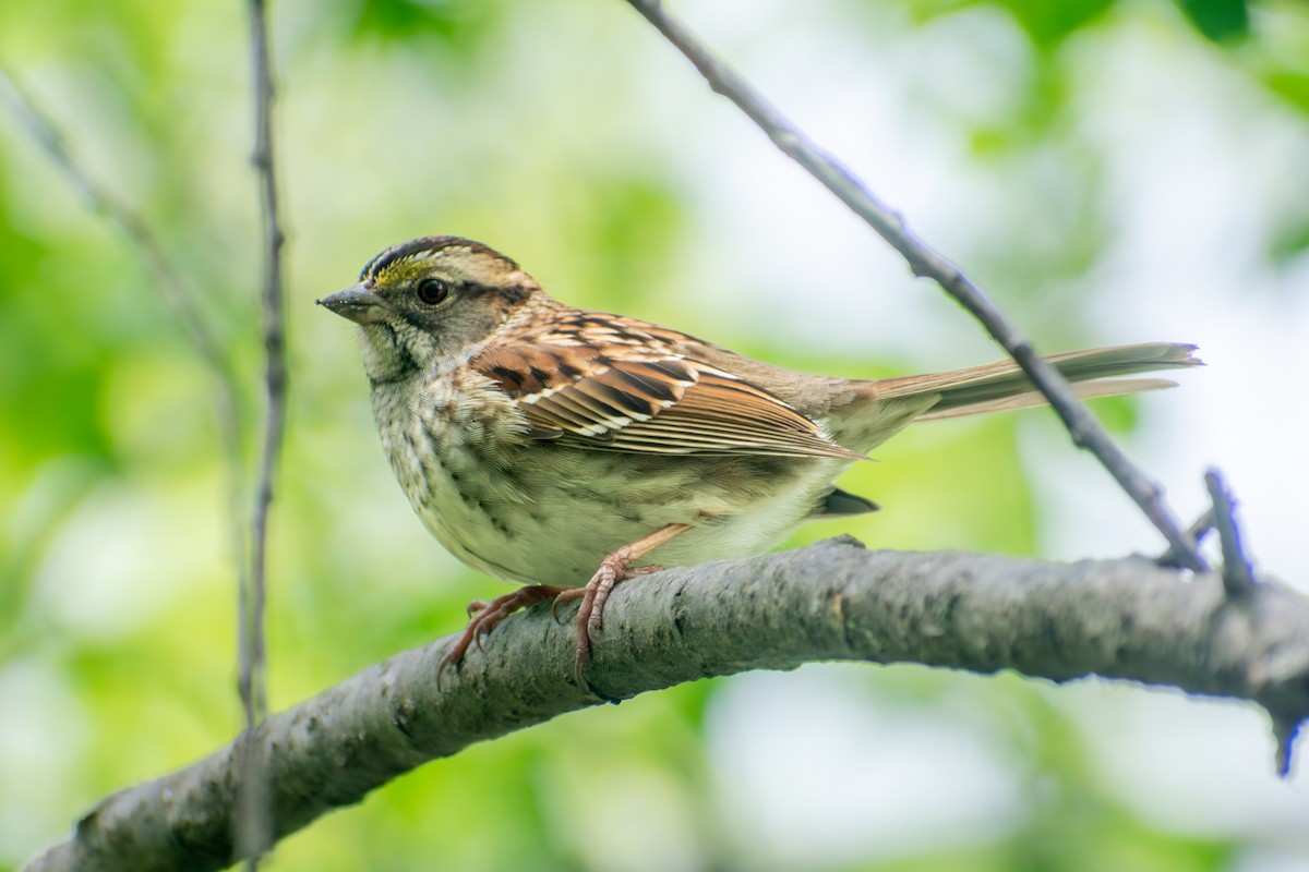 White-throated Sparrow - ML642796392