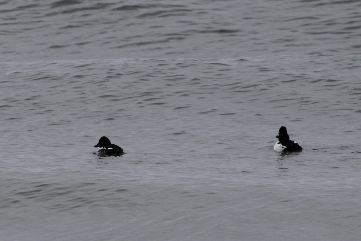 Common Goldeneye - ML642796399
